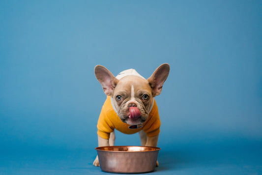 The Dos and Don'ts of French Bulldog Diet: What You Need to Know - Frenchie Emporium