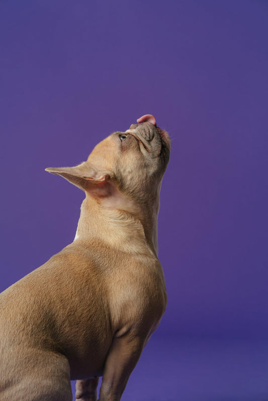 The French Bulldog and Apartment Living: Can It Work? - Frenchie Emporium