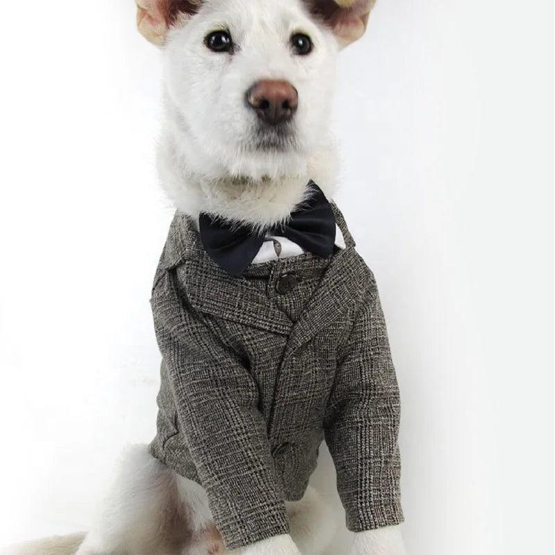 Handsome Tuxedo for Frenchie`s - Frenchie Emporium