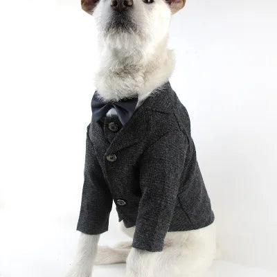 Handsome Tuxedo for Frenchie`s - Frenchie Emporium