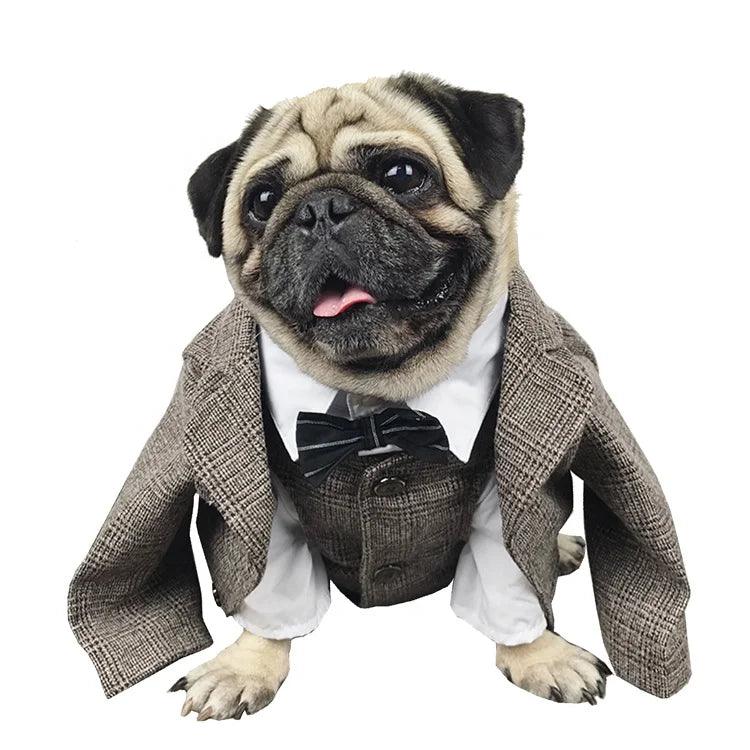 Handsome Tuxedo for Frenchie`s - Frenchie Emporium