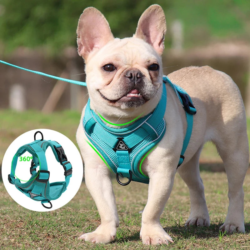 Frenchie Harness