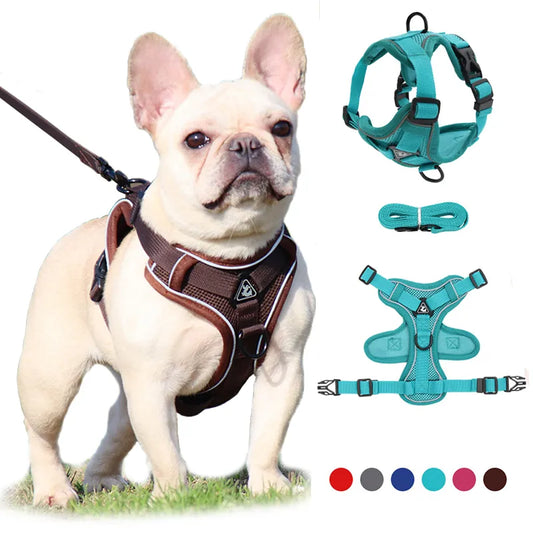 Frenchie Harness