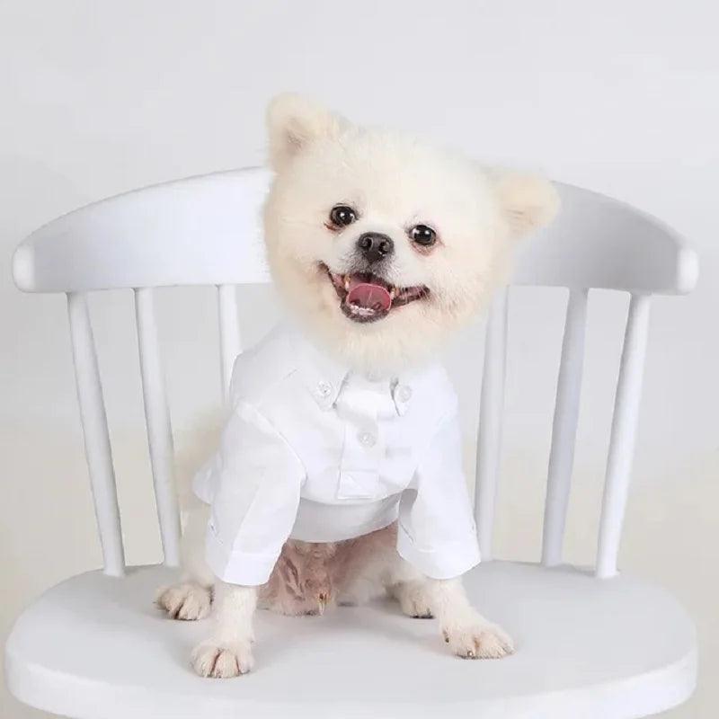 Handsome Tuxedo for Frenchie`s - Frenchie Emporium