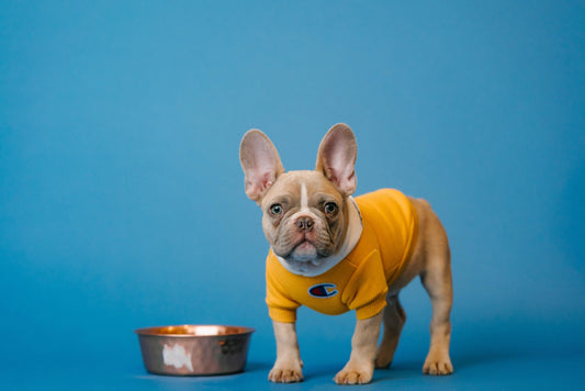 Choosing the Right Frenchie: Ethical Breeding and Considerations for a Healthy French Bulldog - Frenchie Emporium