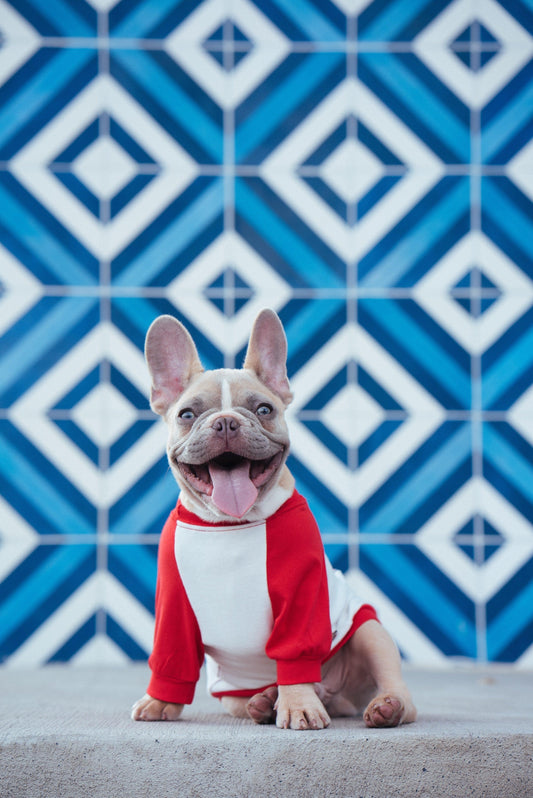 Frenchie Emporium: A Family Brand Born from Love and Passion for French Bulldogs - Frenchie Emporium