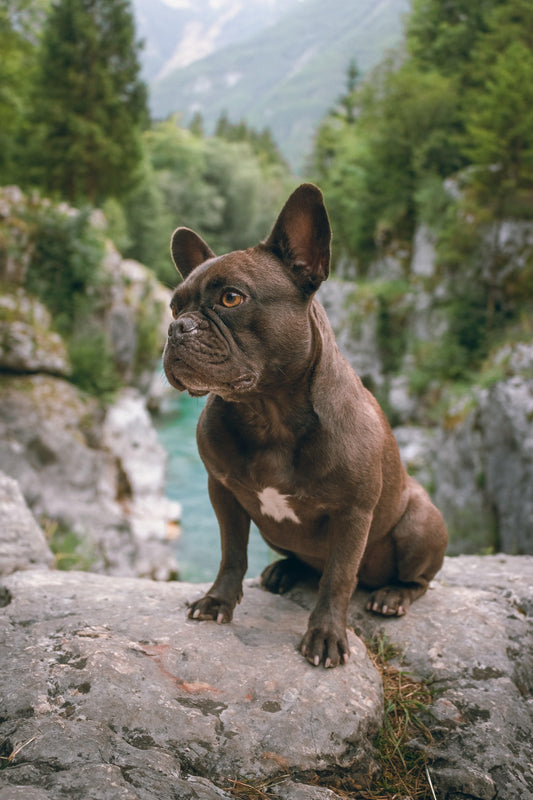 Welcome to Frenchie Emporium: Your Ultimate Destination for All Things French Bulldog" - Frenchie Emporium