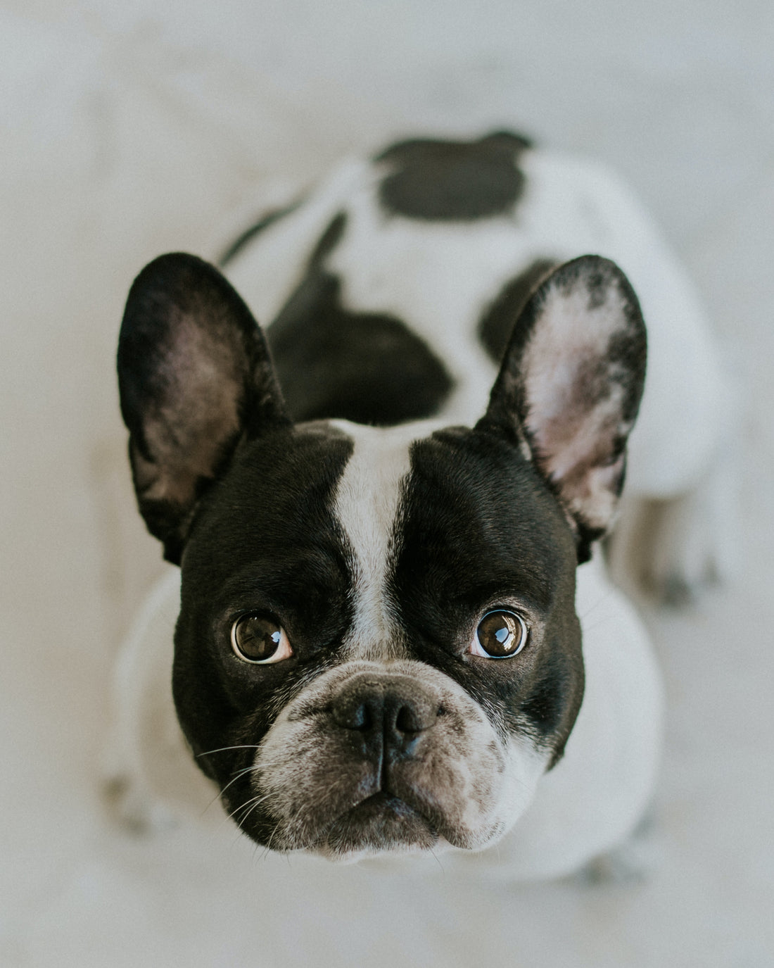 How to Train Your French Bulldog: Top Tips for Beginners